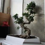 bonsai_1